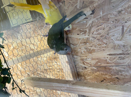 Breeding pair of quakers