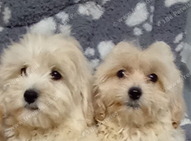 Multipoos puppies mix litter ready to go one boy one girl available