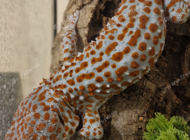 Tokay gecko large male