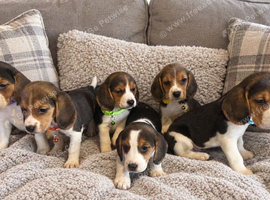 Full beagles