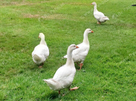 Embden goslings unsexed.