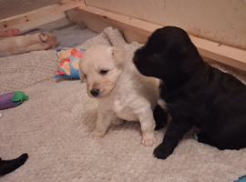Beautiful bordoodle puppies for sale