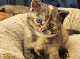 British shorthair mix