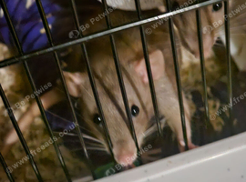 2 friendly young female rats