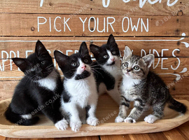 Kittens for sale