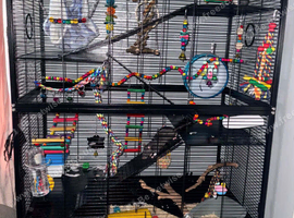4 rats for sale 1 dumbo 3 top eared