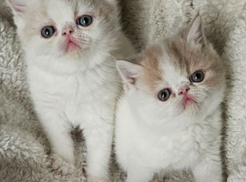 2 BEAUTIFUL GCCF EXOTIC PERSIAN KITTENS