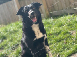 Border collie cross german shepherd Rottweiler