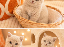 Scottish Fold x British Shorthair kittens