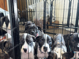 Presa Canario cross mastiff mix
