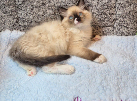 GCCF Registered Ragdoll Kittens