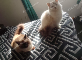 Ragdoll x spynx female.   Ragdoll x spynx male