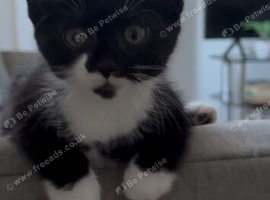 Beautiful kitty 13 weeks old- used to Dogs and birds