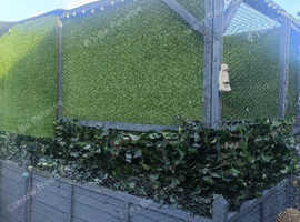 Large out door avairy