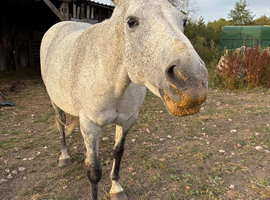 Companion home needed