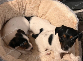 Beautiful True type Jack Russell puppies