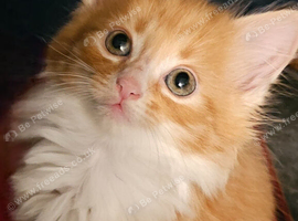 Kittens available now