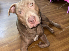 Beautiful 9 Month-Old Male Puppy Looking for His Forever Home