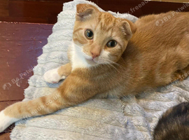 Beautiful Scottish Folds and Scottish Straights