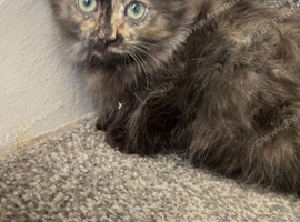 Tortie Ragdoll x Norwegian forest kittens