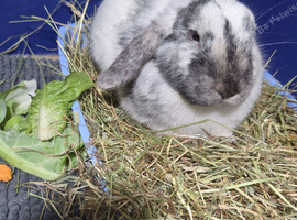 Male rabbit Milo