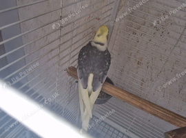 Hand tame Cockatiel