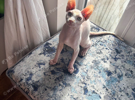 Lovely Sphynx cat looking for forever home