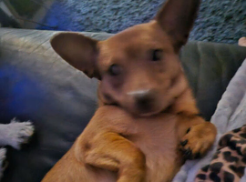 Pomeranian cross dashhound