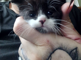 8 week boy