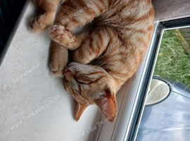 Kitten