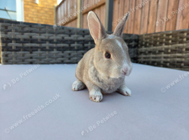 Gorgeous vm Mini Rex babies