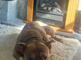 Abkc reg american pocket bully