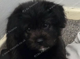 Female german shepherd x