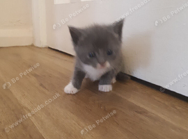 Girl kitten