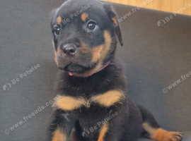 Rottwiler puppies 6 available