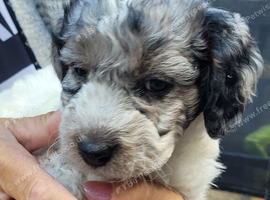 Cockapoo puppies