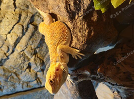 Bearded dragon orange/red hypo