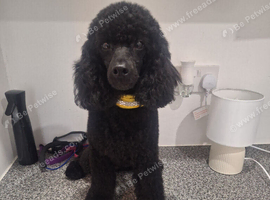Black young adult male toy/mini poodle kc registered