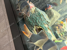 Clown loach
