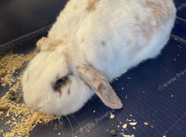 Female rabbit