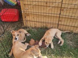3 Lurcher puppys remaining