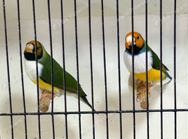 Gouldians