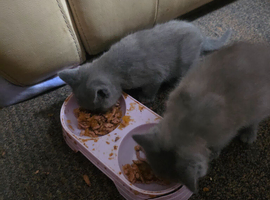 British shorthair