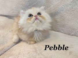 *Last One* Beautiful Pure Persian Kittens