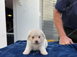Maltipom boy for sale - last one in litter