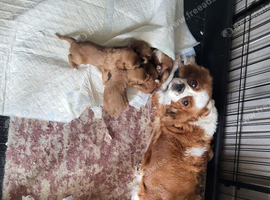 Cavapoo puppies for sale