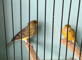 Amazing Spanish Raza Canary Pair for Sale