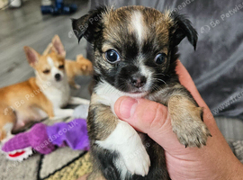 Beautiful chihuahua male pup.