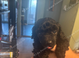 Female toy poodle