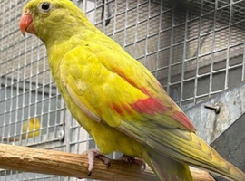 Proven/ breeding pair of rock pebblers